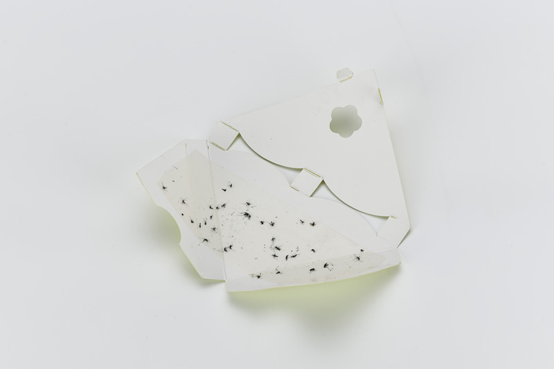 Eco-friendly Window Insect Trap and 2.0g Glue The Ultimate Beetle Control Solution