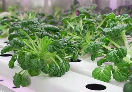 Greenhouse Container for Leafy Greens
