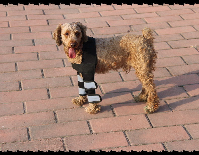 Hock Joint Sports Knee Pads Breathable Shockproof Custom Small Dog Knee Brace
