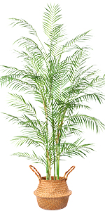 5.7 Feet Palm Tree