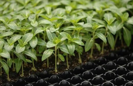 Low Price 200 cells seed tray for propagation nursery seedling pot plastic trays for plants with great price