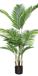 Areca Palm-1.6-no