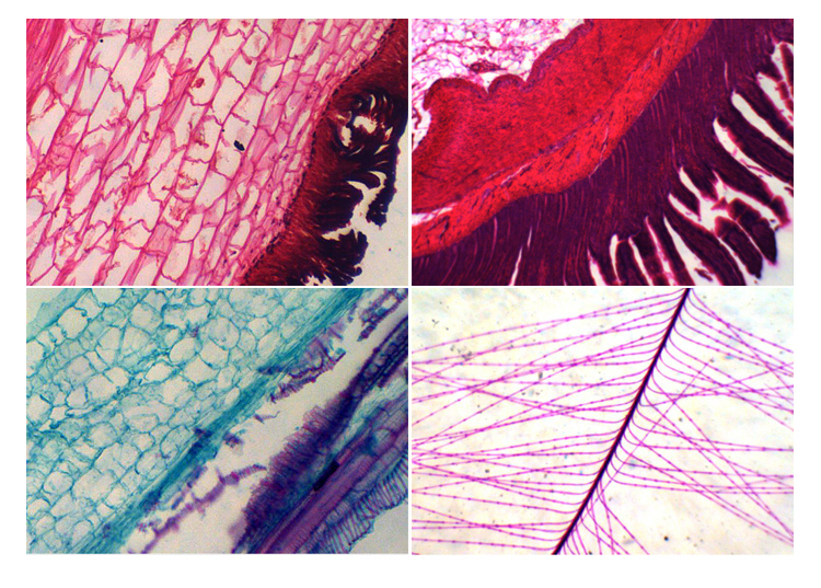 WF10x Monocular Student Compound Microscope For High School Student A11.1324