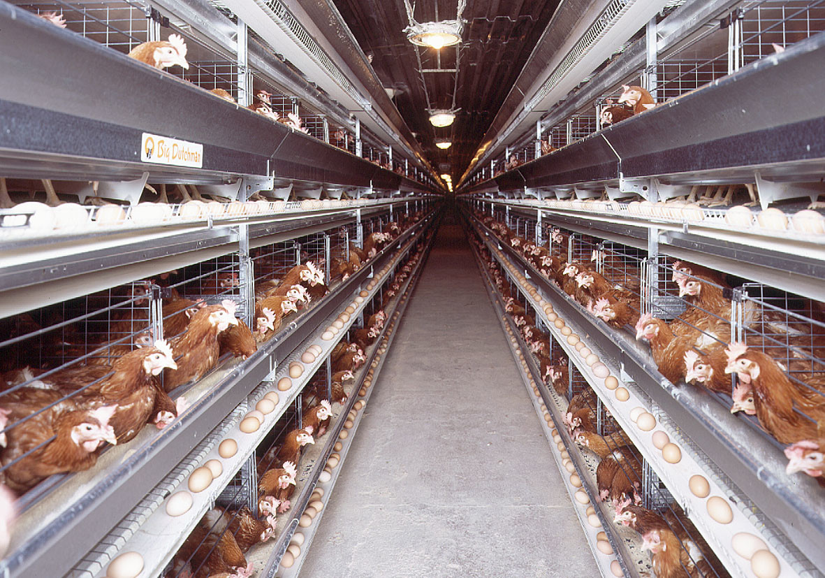 Chicken Corn Gluten Feed Gross Energy 23.1mj / Kg With High Protein Content