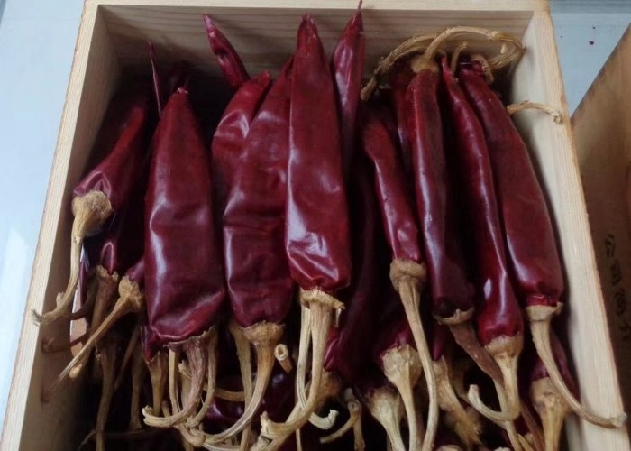 Red Hot Chili Pepper Ring Guajillo Cut 1-20KG/CTN 0.5-1.5cm