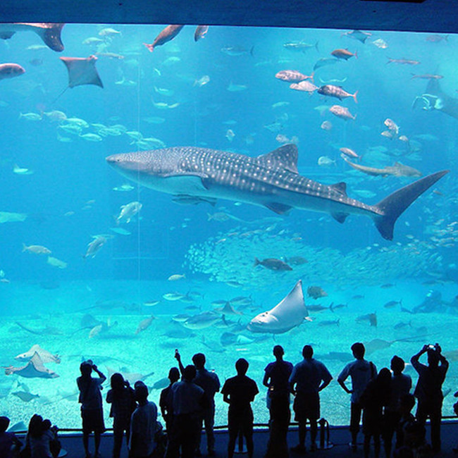 High Transmissive 95% PMMA Aquarium Acrylic Sheet 2000*3000mm