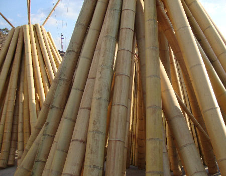 Eco-Friendly Bamboo Poles Toamto Beans Potted Plants for Indoor and Outdoor Plants