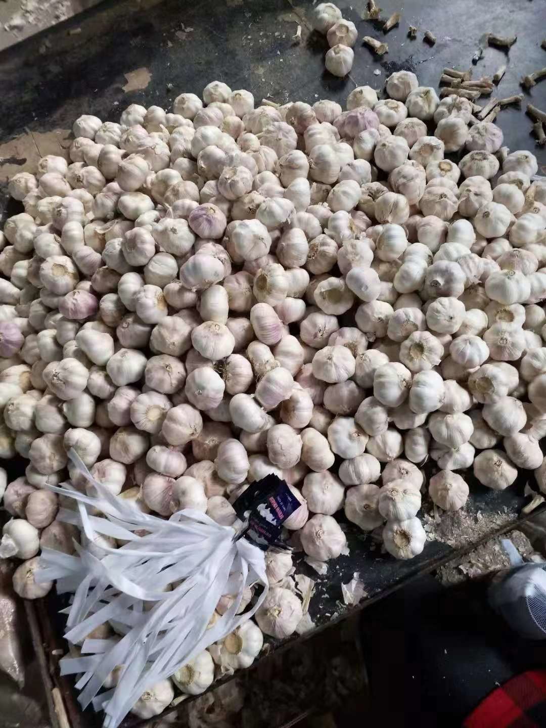 Anti Cancer Natural Fresh Garlic