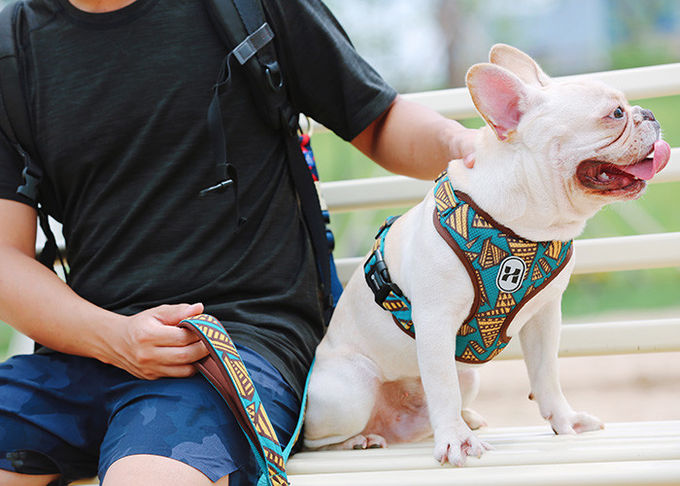 Personalized Reflective Martingale Dog Collars And Matching Leashes Combo