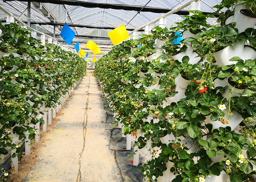 Automated Vertical Nft System For Vegetables Irrigation Hydroponics Eqiupment