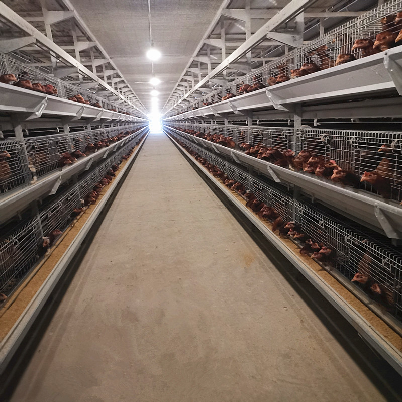 20000 Birds Battery Chicken Layer Cage H Type For Pakistan Farm 2mm