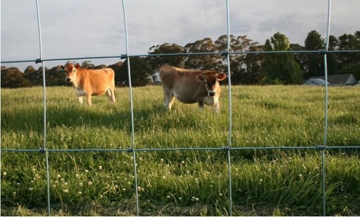 T Post 6ft Cattle Fence , 100m Long Farm Mesh Fencing