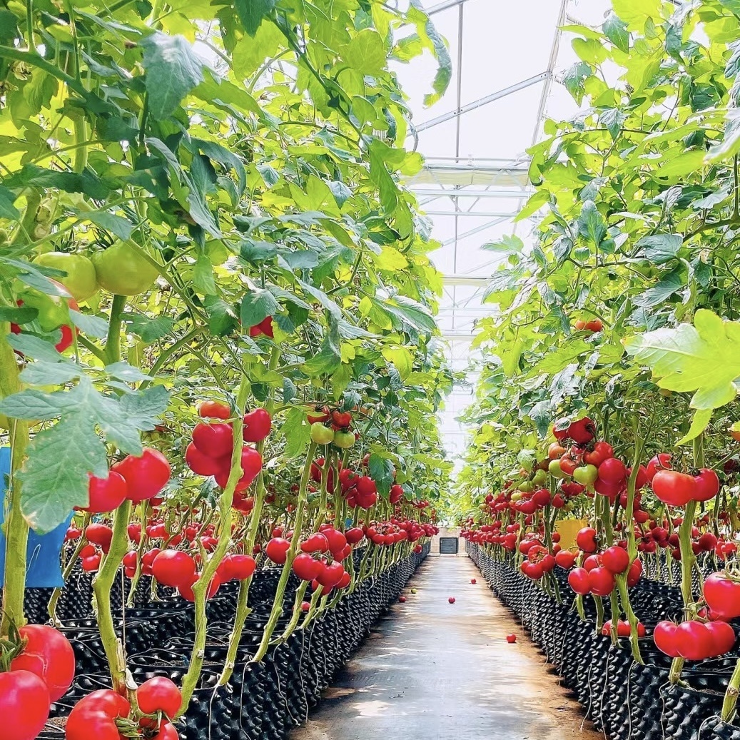 Float Single Layer Glass Greenhouse for Vegetables