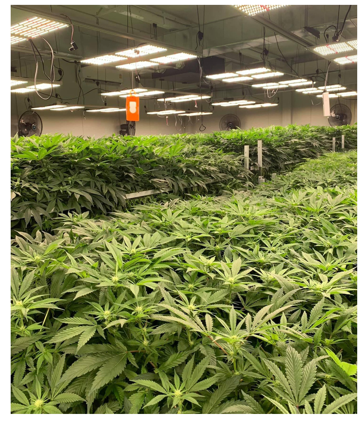 Custom Spectrum 288LED Quantum Board Led Grow Light 48-130W 2x1FT Coverage