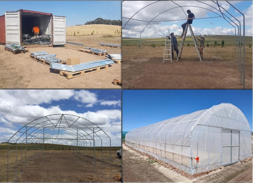 6m-10m Width Galvanized Steel Frame Single Span PE Film Greenhouse for Tomato