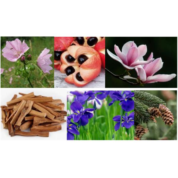 Free Sample Mojave Ghost Fragrance For Perfume Making Concentrated