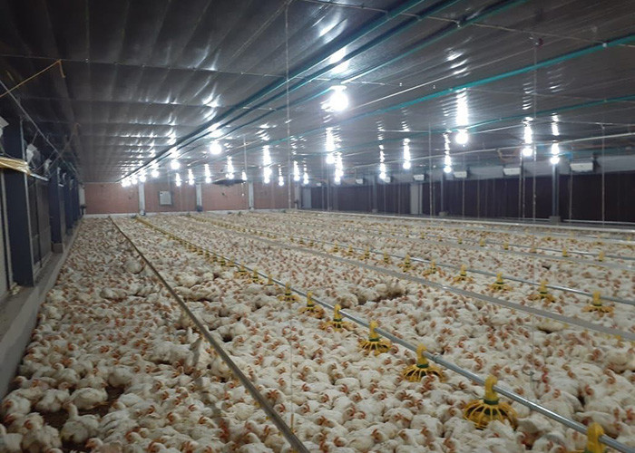 Broiler Flooring Raising Chicken Farm Equipment 4 Drinker /M