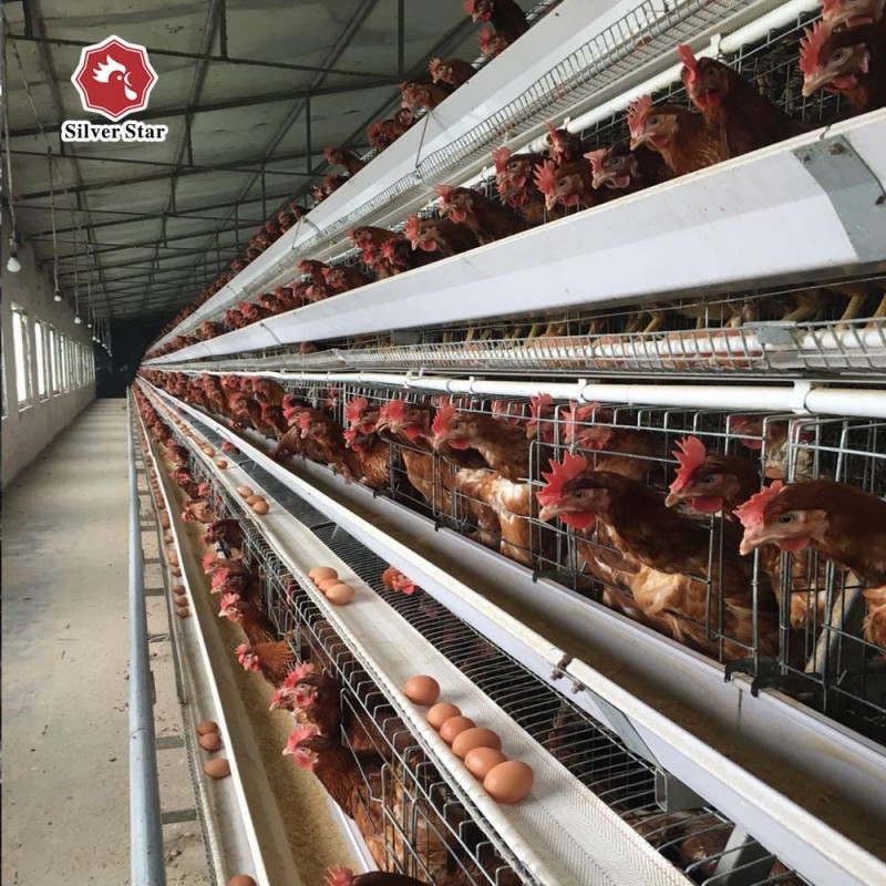 3 Tiers Layer Chicken Cage 120 Capacity A Type For Poultry Farm