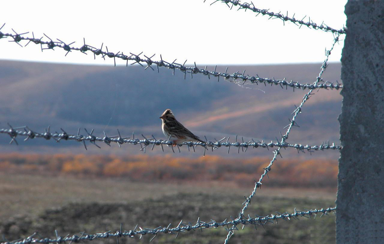 Corrosion Protected Barbed Wire 1.6 - 3.2mm Wire Diameter for Fence Single Twist Weaving