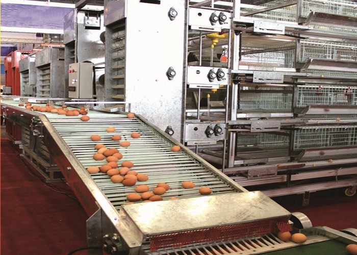 Steady Layer Poultry Farming Equipment Simple Structure Corrosion Resistance