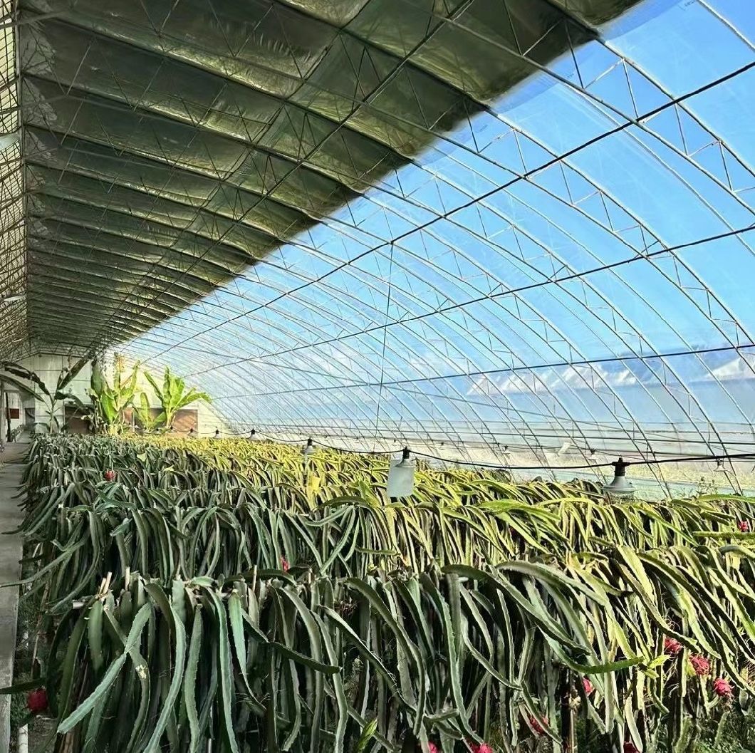 Custom Double Arch Beam Greenhouse for Vegetables Growing