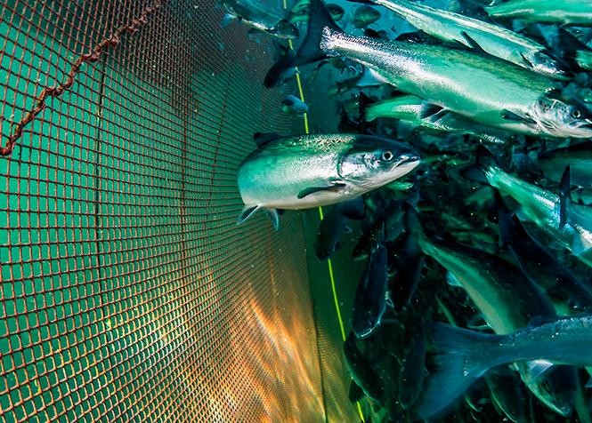 Nylon Mesh Aquaculture Net Under Water Fishing Net Customized Mesh Count