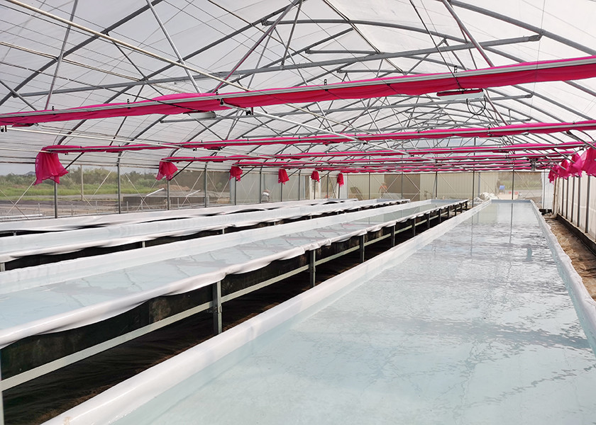 Durable Nutrient Recycling Deep Water Grow System Recirculating Dwc System