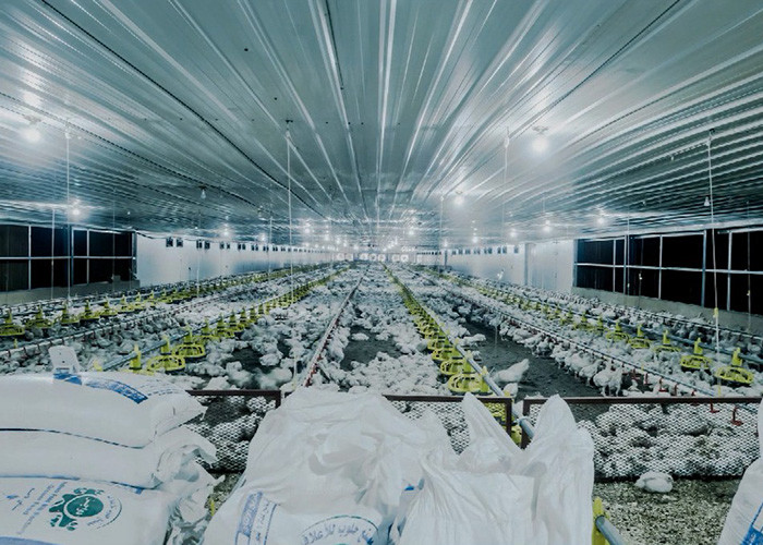 Broiler Flooring Raising Chicken Farm Equipment 4 Drinker /M