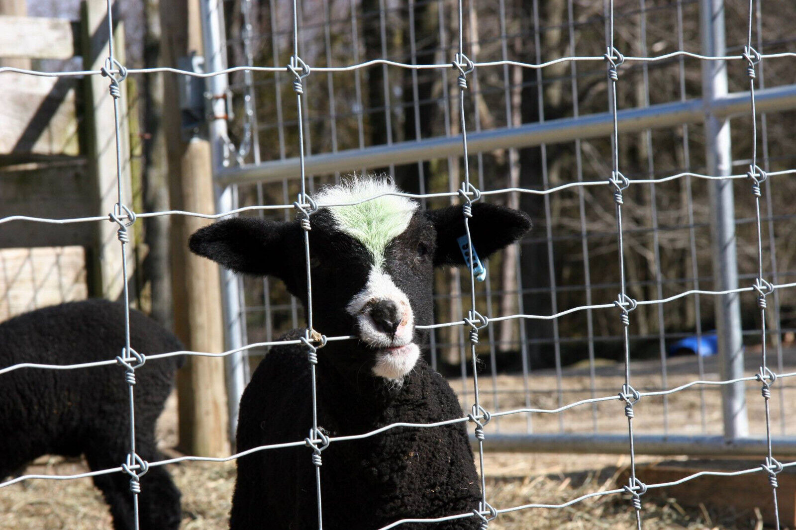 Wood High Tensile Fixed Knot Wire Fencing For Cattle High Strength Galvanized