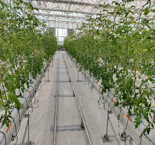 Galvanized Frame Multi Span Greenhouse With Hydroponic Growing Systems