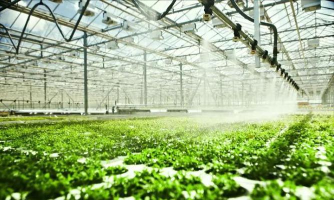 Tomato Cucumber Lettuce Growing System
