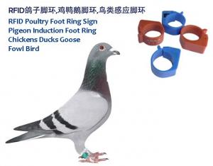 Buy cheap RFID Poultry Foot Ring Sign, RFID Pigeon Foot Ring, Chickens Ducks Goose Induction Foot Ring,  Induction Fowl Foot Ring product