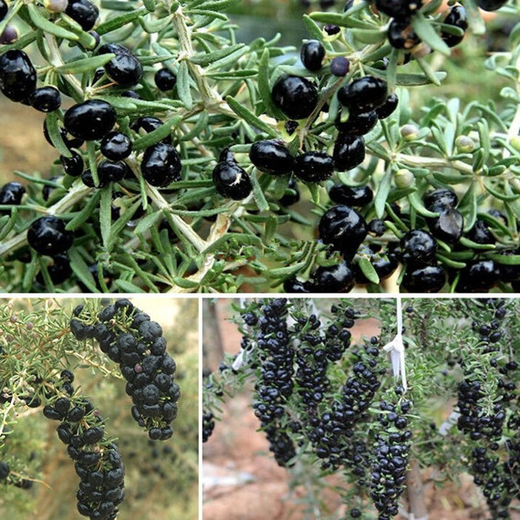 Natural Anthocyain Chinese Dry Fruit Wild Black Wolfberry
