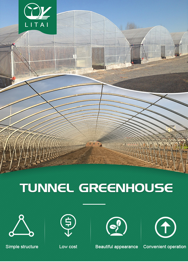 Backyard Tomato Plant Growth High Tunnel Greenhouse Frame with Film Cover Material