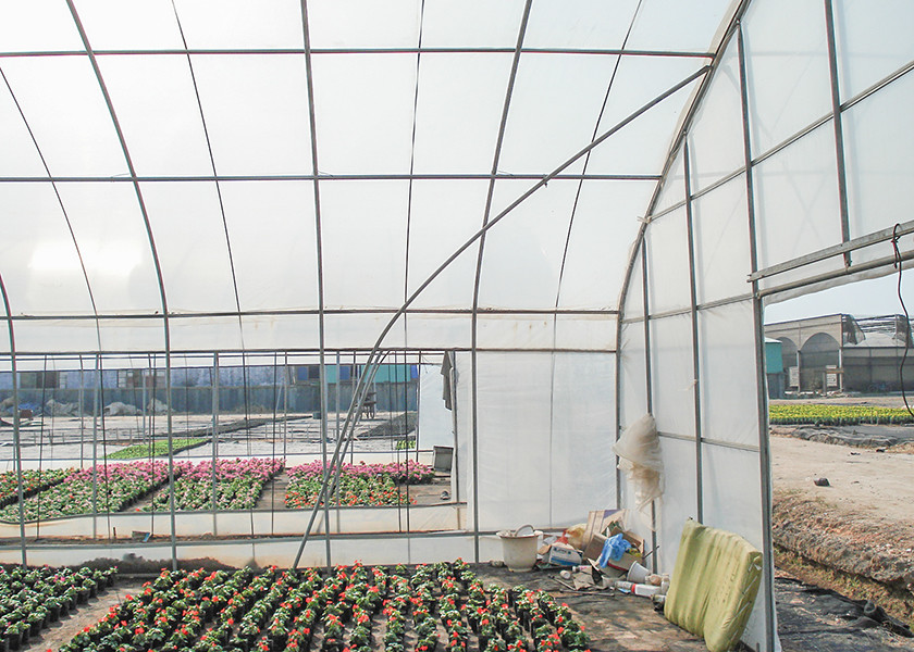 Poly Plastic Polytunnel Greenhouse Good Light Transmittance For Seedling