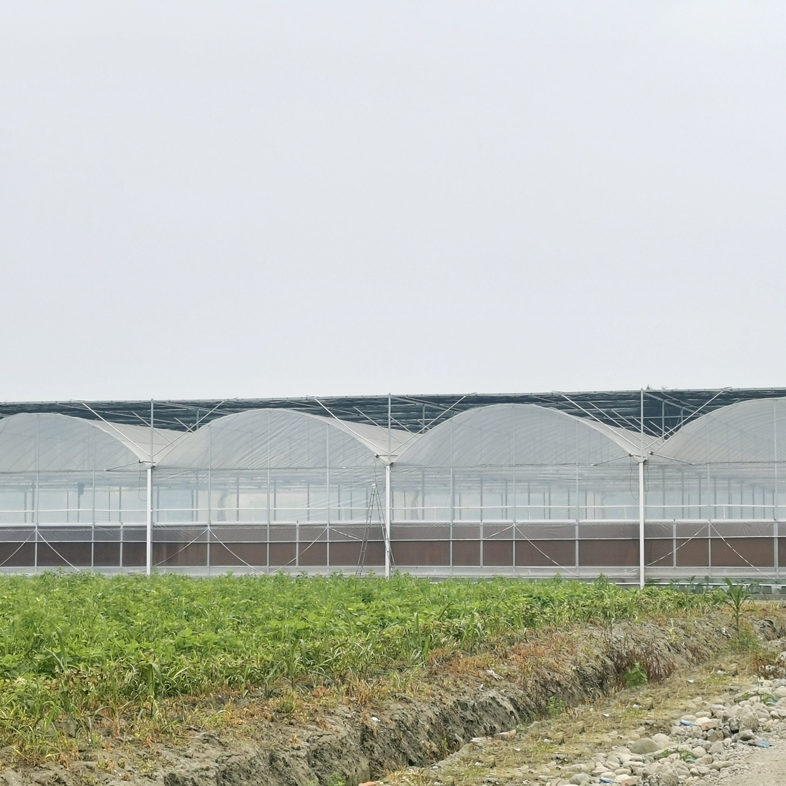 High Tunnel Large Green House Agricultural Greenhouse Hydroponic Multi-Span Greenhouses