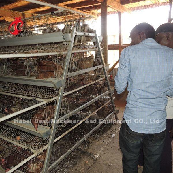 Wholesale Factory Price Q235 Poultry Layer Cage , Battery Cage System 256 Birds