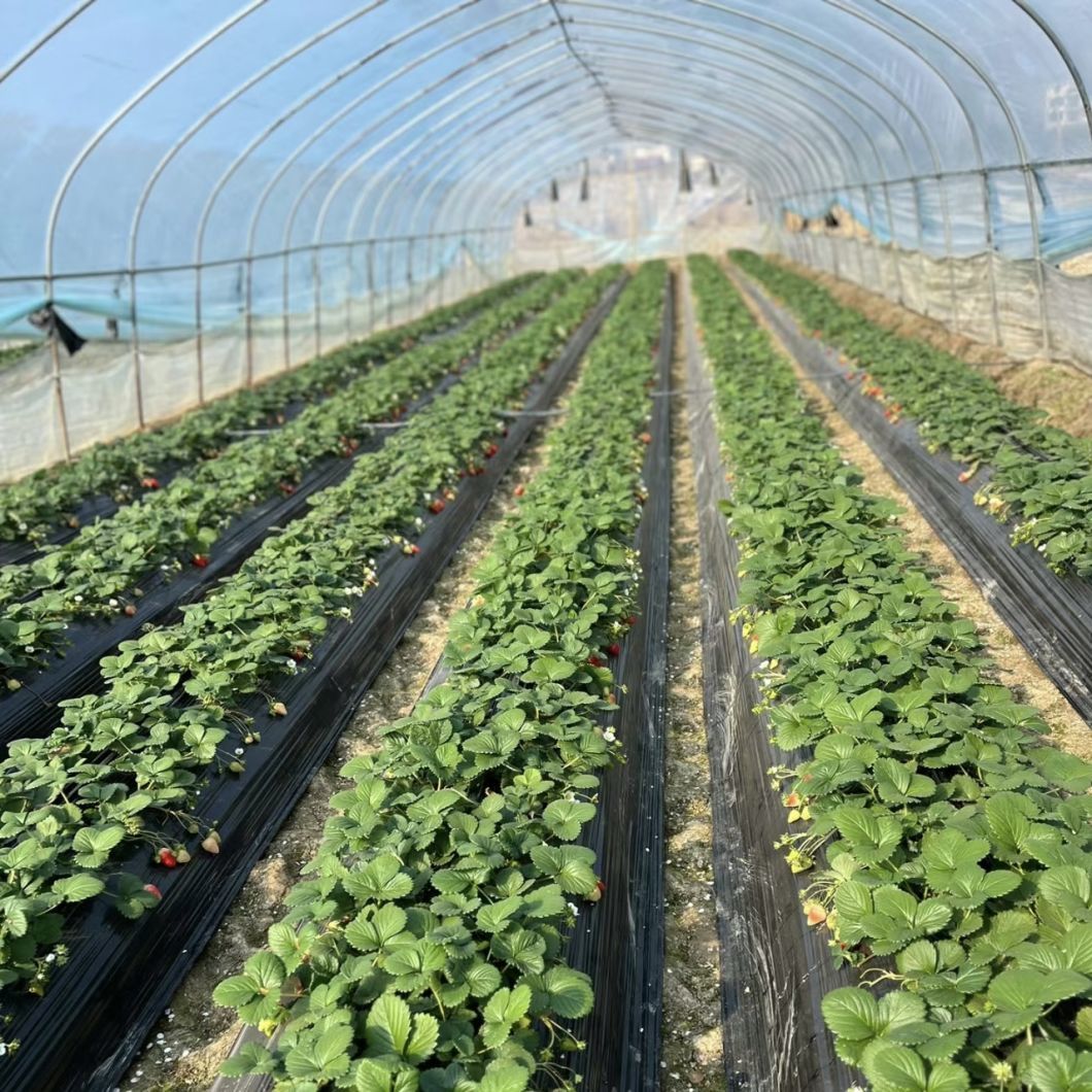 Single Arch Tunnel Greenhouse for Vegetable