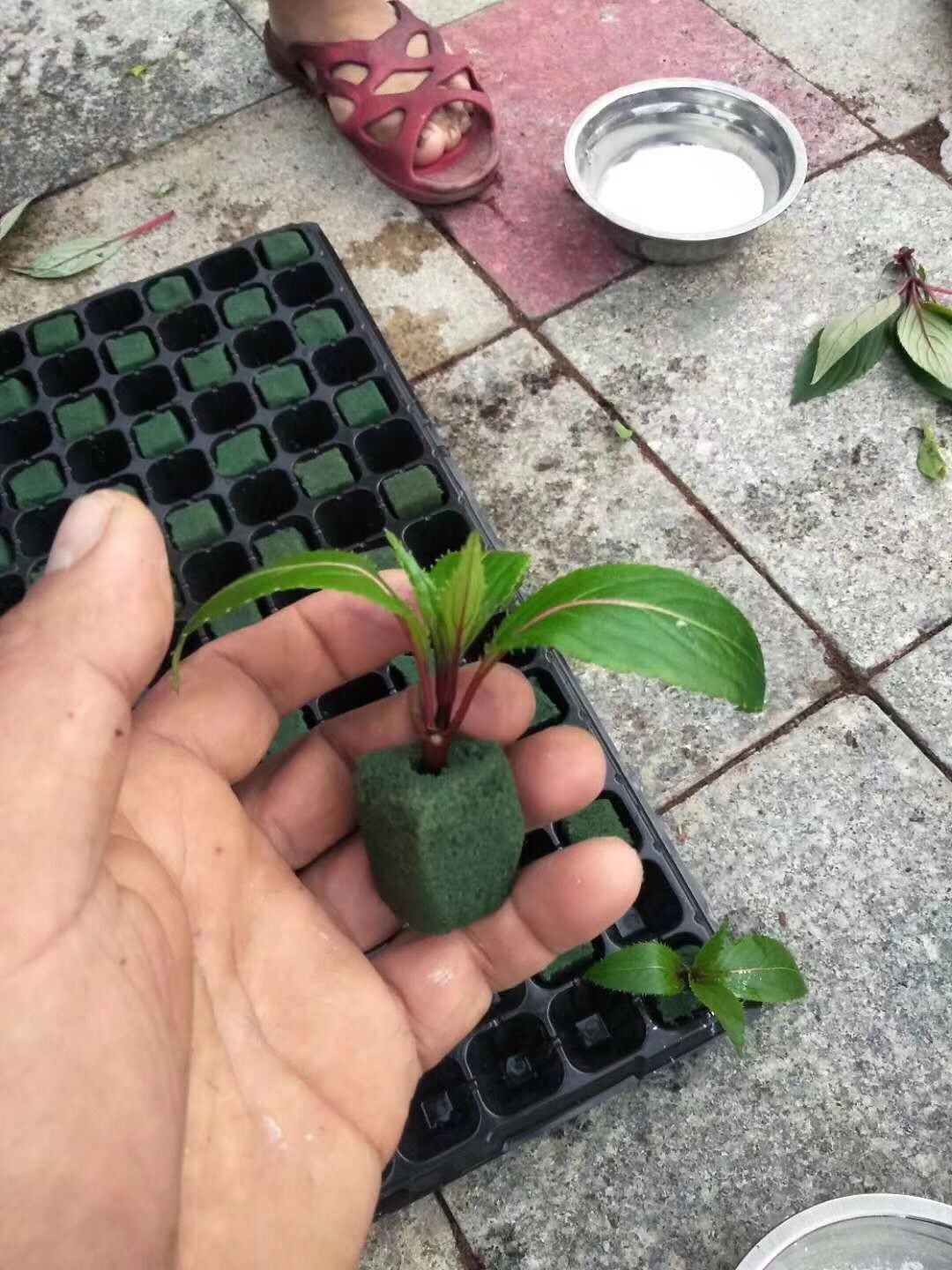 32 Holes Plastic Seedling Tray Flower And Tree Growing Plastic Containers Cell Tray