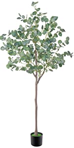 Eucalyptus Tree