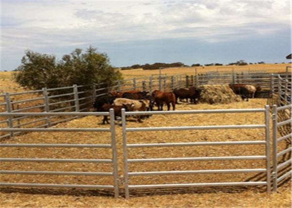 Quality Full Welded 1.6m Hight Animals Cattle Fence Panel / Metal Horse Fence Panels for sale