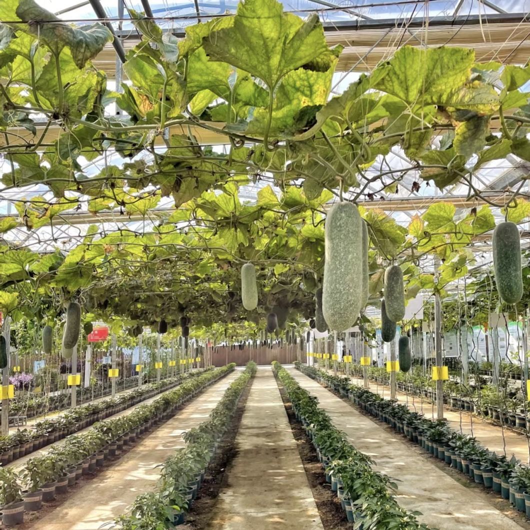 Single Layer Hydroponic Glass Greenhouse for Flower Growing