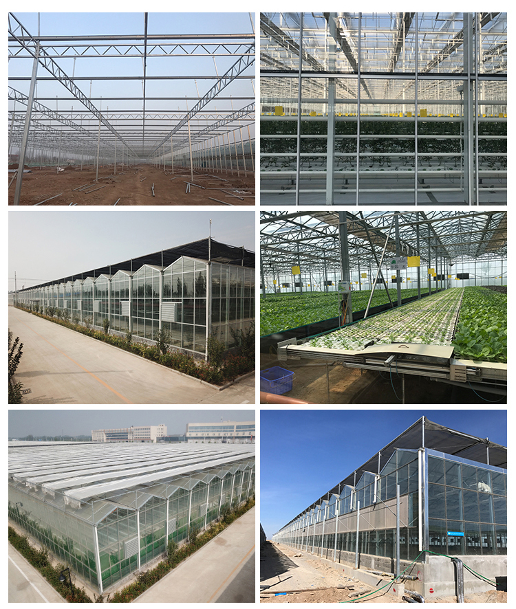 Glass for Outdoors Greenhouses Large Size and Hydroponic Nursery Sponge Advantage