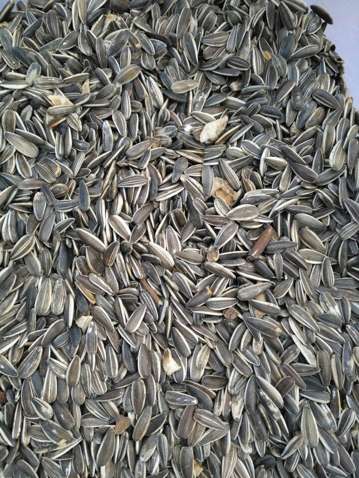Agricultural Chili Seed Color Sorter 6 Chutes 384 Channels