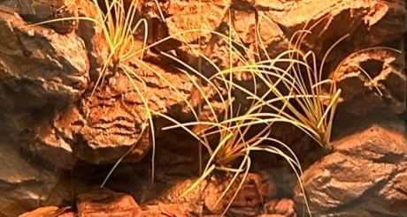 Buy cheap Water Retardant Reptile Enclosure Background Mildew Proof Lizard Enclosure Background product