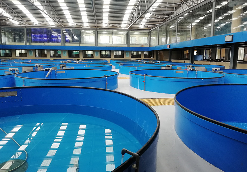 Commercial Recirculating Aquaculture System UV Sterilization Antibiotic Free Fish