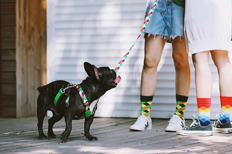Nylon Neoprene Padded Sublimation Dog Harness Heat Transfer Lanyard Tech