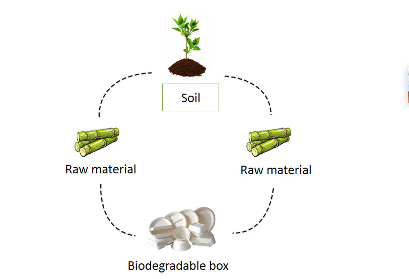 Biodegradable Sugarcane Bagasse Food Container Bamboo Pulp Food Container Boxes