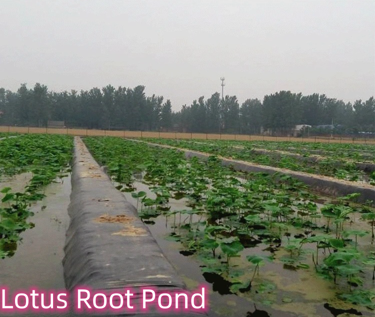 1mm 2mm Geomembrane for Fish Ponds and Landfill Sites Length 50-200m Modern Design