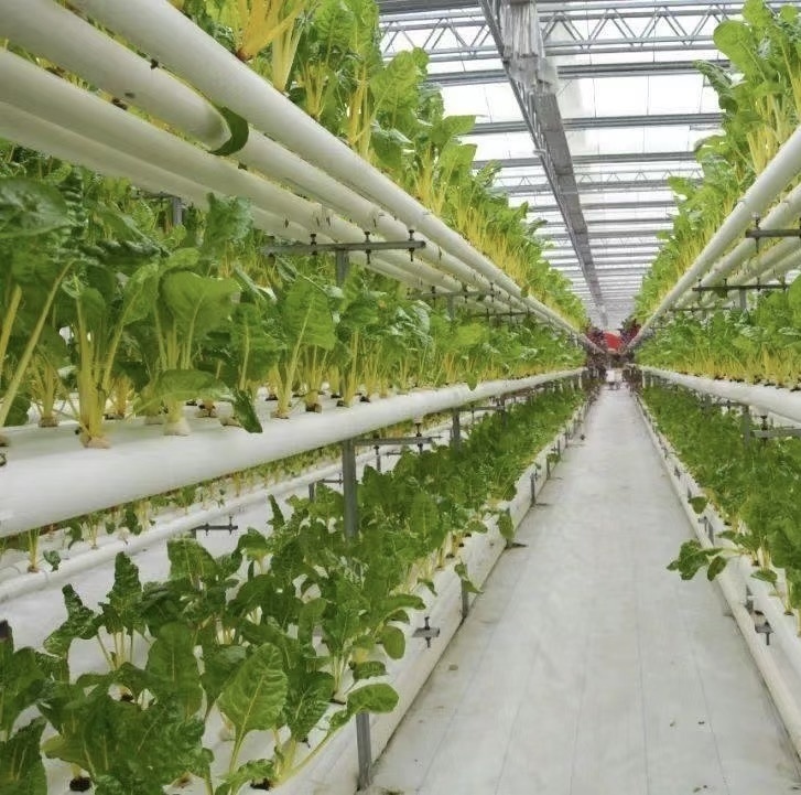 Tomato Cucumber Strawberry Growing Greenhouse